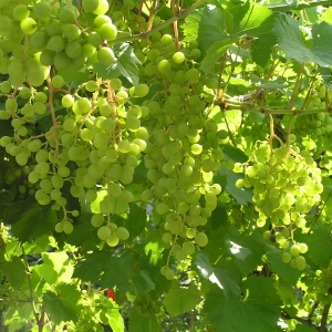 Нормирование урожая винограда
