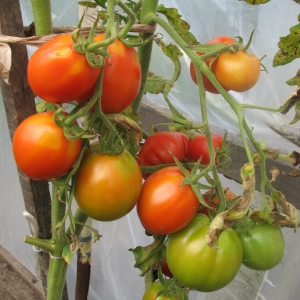 Заботы августа: томаты