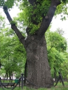 Пушкинский дуб в Москве может стать памятником природы