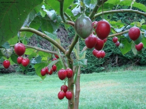 Тамарилло - томатное дерево 