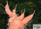 Почему выросла кривая морковь