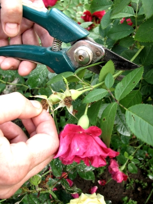 Укореняем розы при обрезке