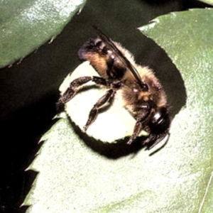 Пчелы - листорезы