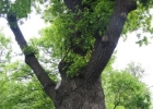 Пушкинский дуб в Москве может стать памятником природы