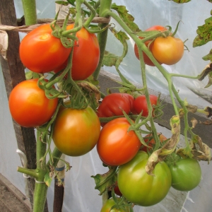 Формируем томаты
