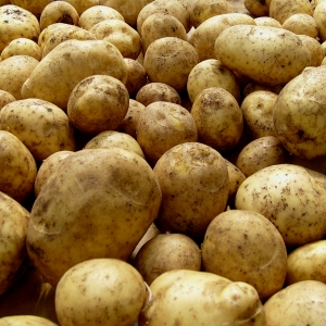 Нужен ли нам трансгенный картофель?