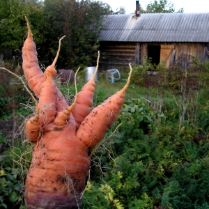 Как вырастить красивую морковь?