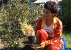 Видео Как правильно посадить растение из контейнера