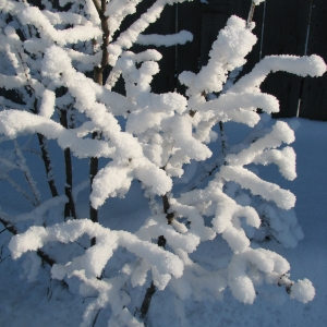 Снежный сад: красота-то какая!