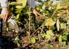 Видео Обрезка ягодных кустарников осенью