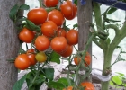 Ученые поражены свойствами помидоров