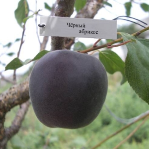 Черный абрикос - культура для гурмана