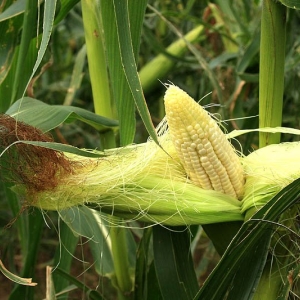 Кукуруза - царица полей на 6 сотках
