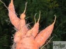 "Кривоногая" морковь