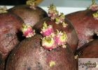Подготовка картофеля к посадке: проращивание