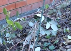 Видео Укрытие малины на зиму