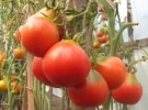 “Вареные” томаты   