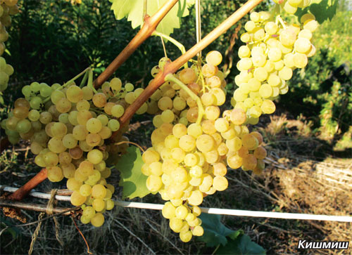 Как вырастить виноград в Средней полосе