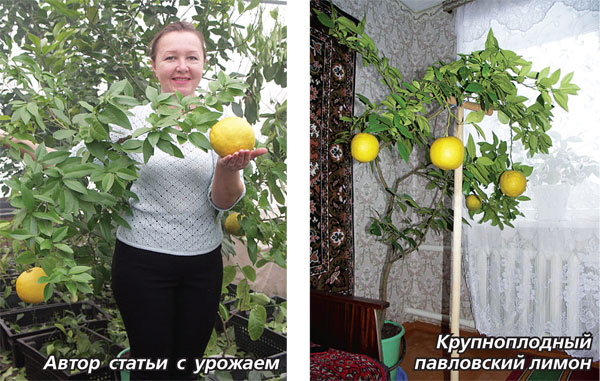 У домашнего лимона опадают листья: почему и что делать, как помочь