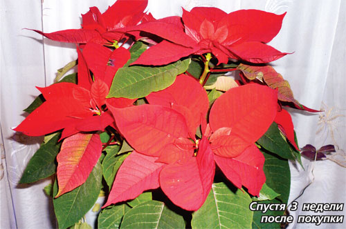 Рождественский цветок пуансетия - уход в домашних условиях