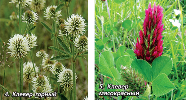 Фото Кашка., Растения, — Фото@fitdiets.ru
