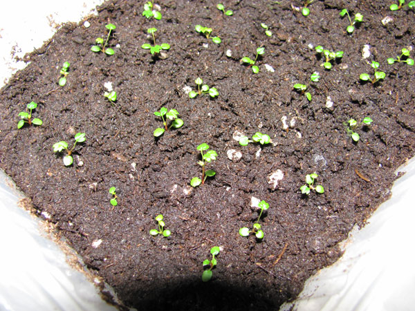 Ошибки при посеве семян