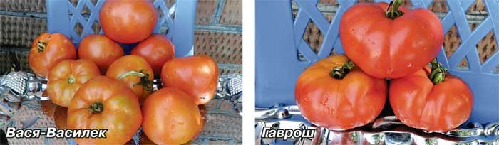Штамбовые томаты