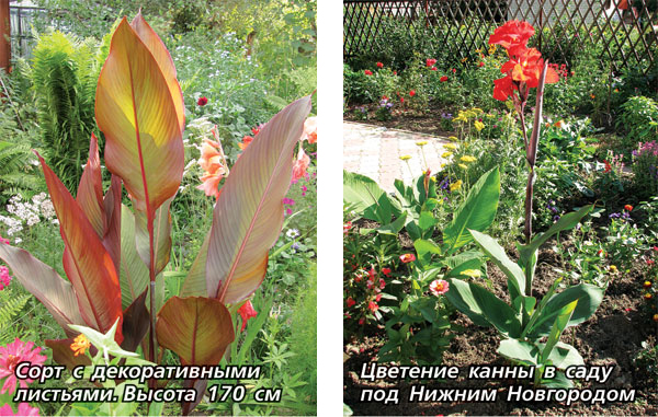 С какими растениями в композиции будут красиво смотреться канны? - ответы экспертов gaznadachu.ru