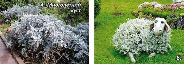 Растение С Серебристыми Листьями Фото И Название