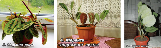 Комнатные растения в интерьере: добавляем свежести