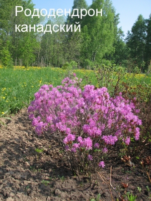 rododendron_kanadskij.jpg