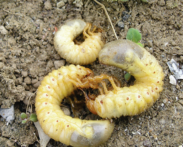 Фото личинки майского жука и фото личинки медведки