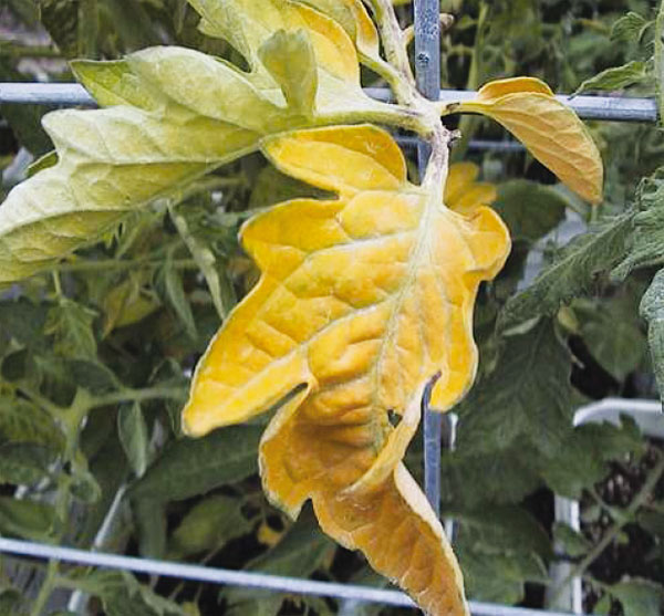 Почему у рассады желтеют листья и как это исправить