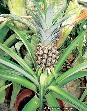 Как вырастить ананас - советы от KVITOFOR