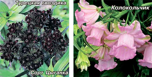 Фотоновость: навязчивые цыганки с цветами вновь донимают таллиннцев