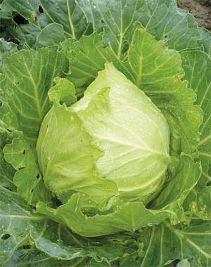 кап.jpg кап.jpg