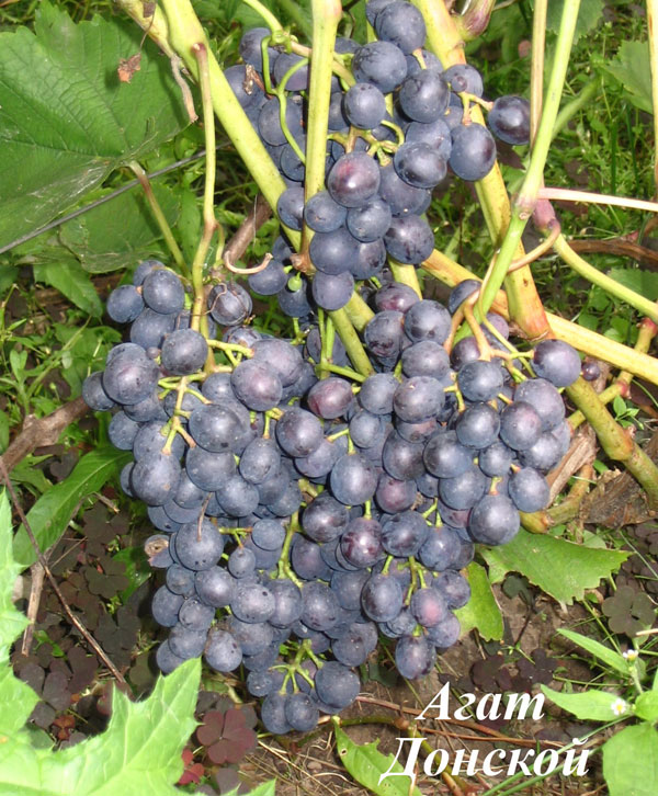 Виноград на земле Нижегородской