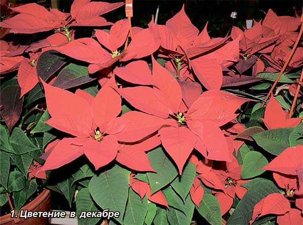 «Рождественская звезда» угасает: что делать, если пуансеттия болеет и сбрасывает листья в декабре?