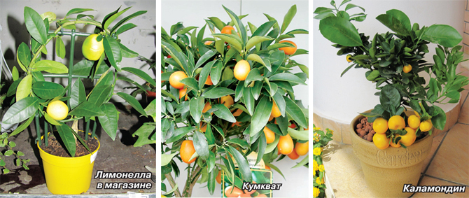 Вырастить лимон в домашних условиях