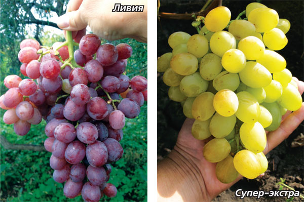 Как вырастить виноград в Средней полосе
