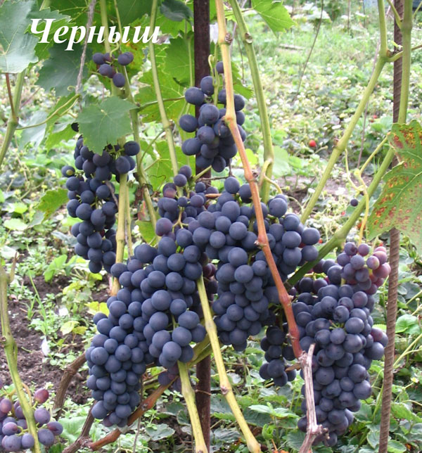 Виноград на земле Нижегородской