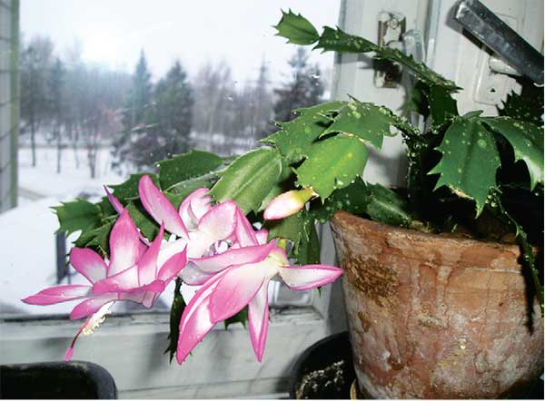 Растение декабрист в томительном ожидании цветения