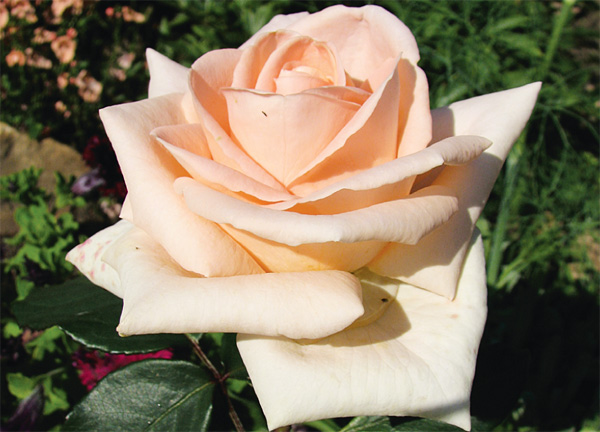 100 000 изображений по запросу Розы в саду доступны в рамках роялти-фри лицензии