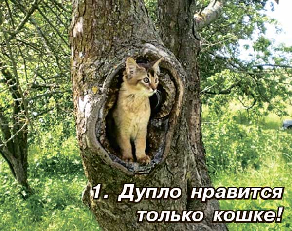 Если в стволе дупло: как помочь дереву | В саду (zenin-vladimir.ru)