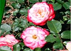 Какие розы выбрать для посадки в саду Саженцы роз на садовой выставке
