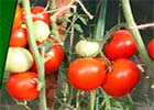 Как ухаживать за томатами в сентябре 2