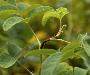 Розанный пилильщик на розах фото листьев лечение