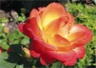 Летняя обрезка роз