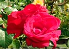 Обрезка роз в июле: плетистые, почвопокровные, чайно-гибридные