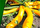 Вкусные урожайные кабачки/ Правила выращивания и сорта